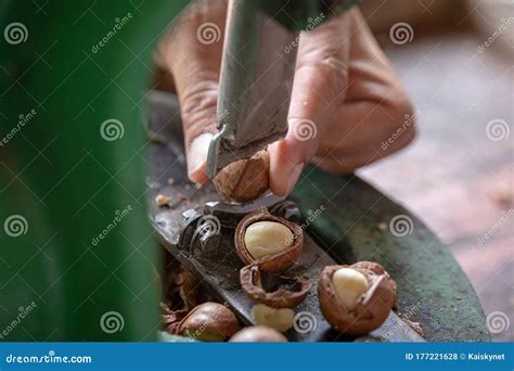 Shell Cracker for Cracking Macadamia, Open Macadamia Nut Stock Photo
