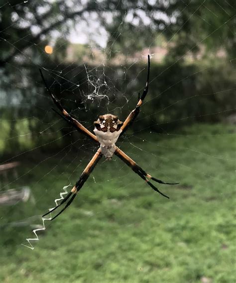 Argiope Argentata Silver Garden Spider In Texas United States