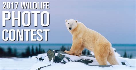 Wildlife Photo Contest Churchill Churchill Polar Bears