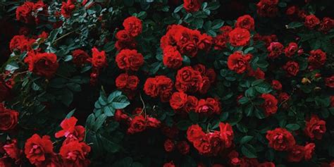 135 Kata Kata Bijak Mutiara Tentang Bunga Mawar Romantis Dan Puitis