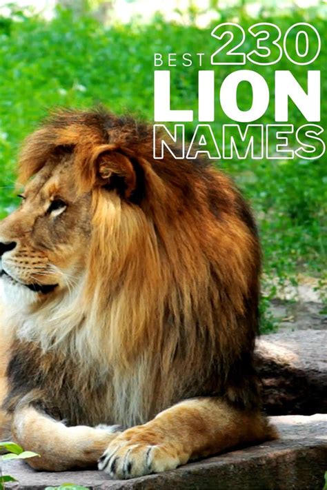 Best 230 Lion Names Female And Male Lion Names Names That Mean