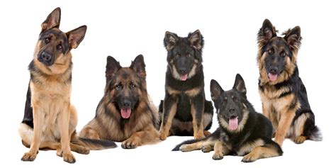 11 German Shepherd Colors Simply For Dogs