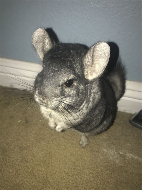 Chinchilla Rodents For Sale | Trabuco Canyon, CA #322688