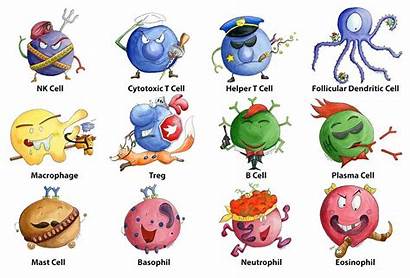 Cartoons Cartoon Immunology Cell Favorite Cytotoxic Science
