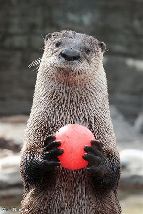 Up For A Game Of Catch — The Daily Otter Otters Cute Otters