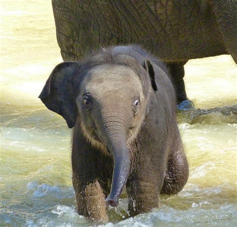 List 104 Background Images Photos Of Baby Elephants Updated