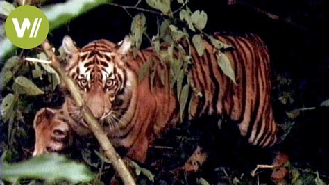 Tigers On The Edge Of Extinction 30 Years Ago Animal Trafficking