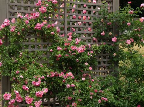 How To Grow Climbing Roses Grooming Flower