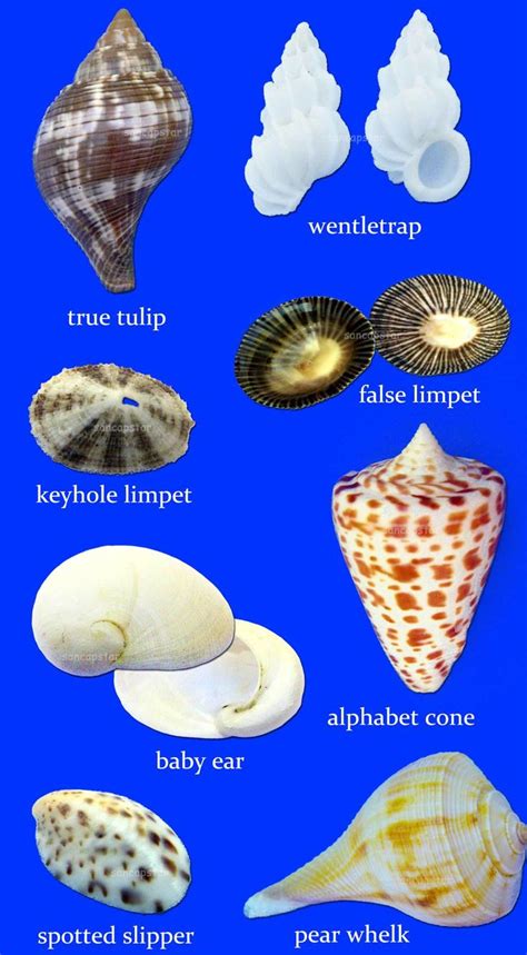 Sancapstar Shell Guide Shells Sea Shells Sanibel Shells