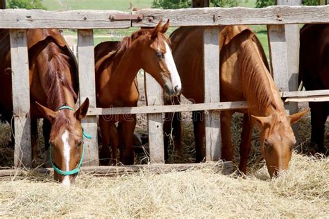Young Horses Eating Dry Hay At Animal Farm Summertime Stock Image