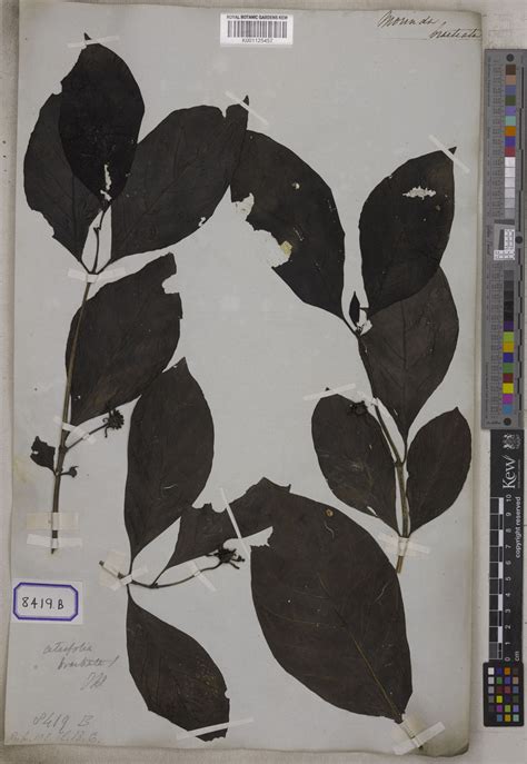 Morinda Bracteata Roxb Plants Of The World Online Kew Science