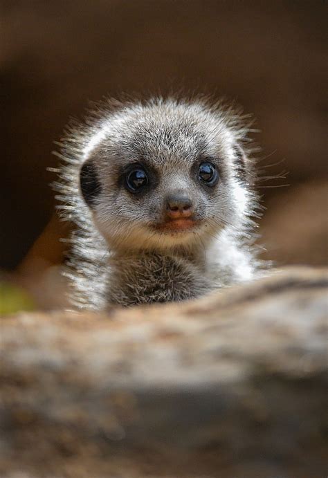 In Pictures Meerkats Super Cute Baby Meerkats Press And Journal