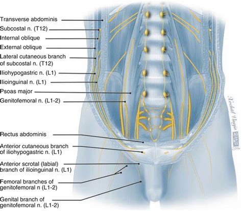 Groin Nerve Anatomy