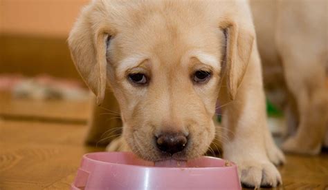 Do you feel out of control? How to Stop Your Puppy or Dog Growling When Eating (With ...