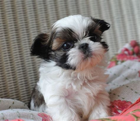 High to low nearest first. Shih Tzu Puppies For Sale | Portland, OR #263702 | Petzlover