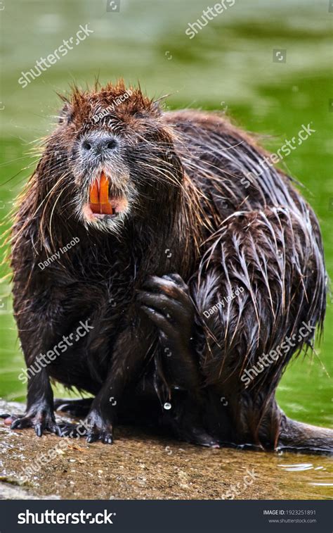 428 Castoridae Images Stock Photos And Vectors Shutterstock