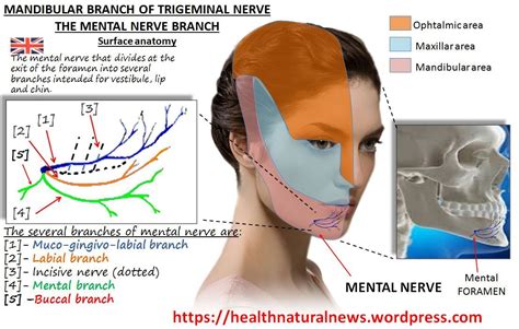 Surface Anatomy And Cupping The Case Of Mandibular Nerve English