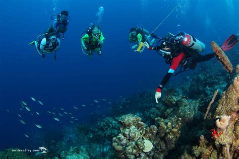 Curaçao A Unique Shore Diving Haven Padi Aware
