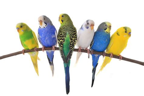 Budgie Colour Types Varieties And Types Budgie Guide Guide Omlet Uk