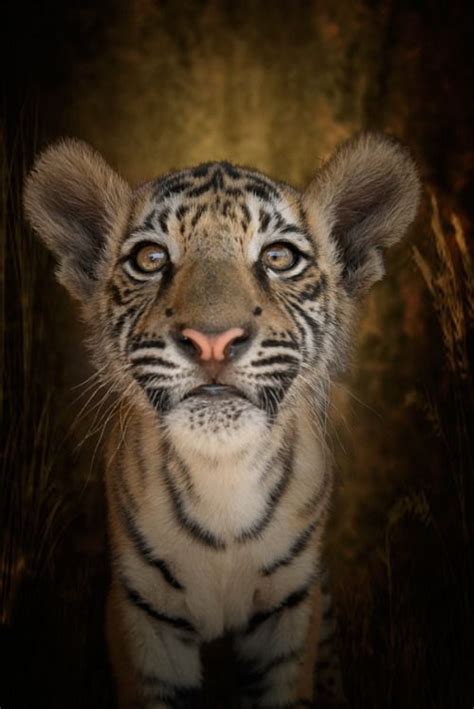 30 Best Tiger Facts And Quotes Images On Pinterest