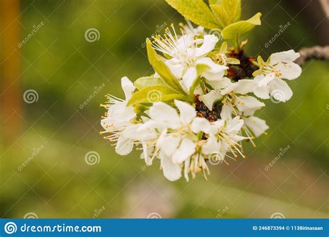 A Branch Of Cherry Blossoms Against A Background Of Green Grass Stock