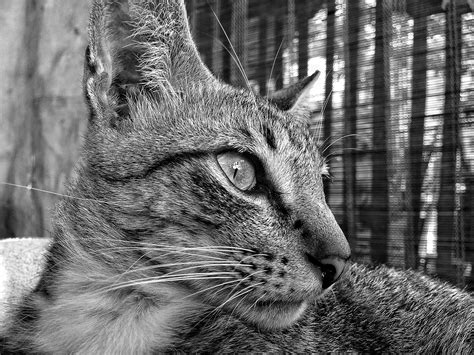 Free Images Black And White Animal Fur Portrait Feline Whisker