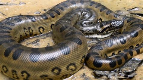 Anaconda Snake Youtube Video Anaconda Gallery