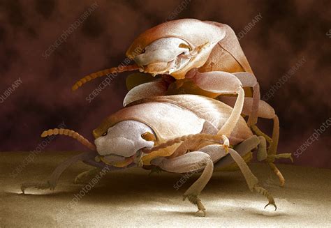 Mealworm Beetles Mating Stock Image Z3300318 Science Photo Library