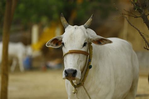 Kühe In Indien Heiligtum Oder Leckerbissen Provieh