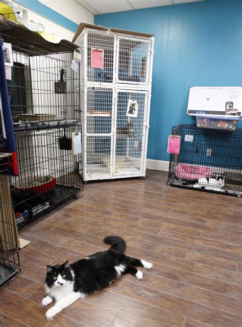 After 20 Years Paws Of Plainville To Close Cat Shelter Local News
