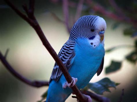 Small Blue Parrot Little Blue Parrot Budgies Blue Parakeet