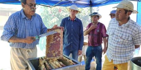 Cosecha Con Excelente Producción De Miel De Abeja En El Ñeembucú Adn Digital