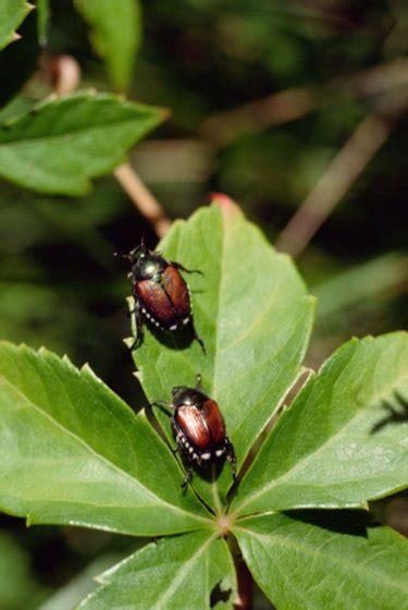 How To Kill Japanese Beetles With Sevin Without Harming Your Plants