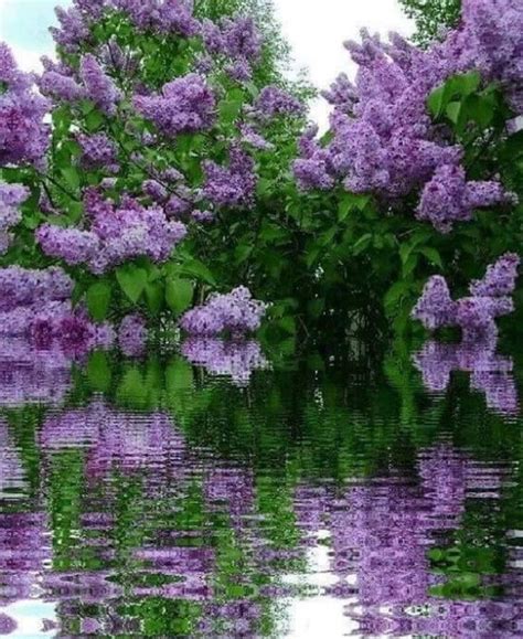 Bello Lilac Tree Beautiful Gardens Flowering Trees