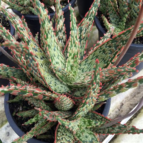 Aloes are a type of flowering succulent, and there are over 500 plants belonging to the aloe species. ALOE hyb. 'Piranha' - Rancho Tissue