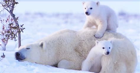 Twin Polar Bear Babies Adore Their Mommy So Much You Can Feel Their