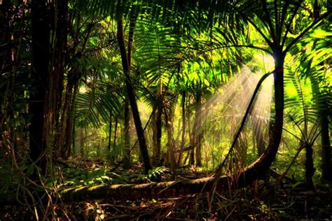 Amazon Jungle Wallpapers Top Free Amazon Jungle Backgrounds Wallpaperaccess