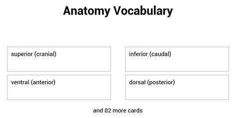 Anatomy Vocabulary Strongmemo