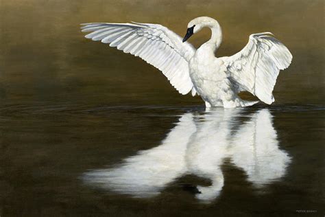 Swan Lake Painting By Peter Eades