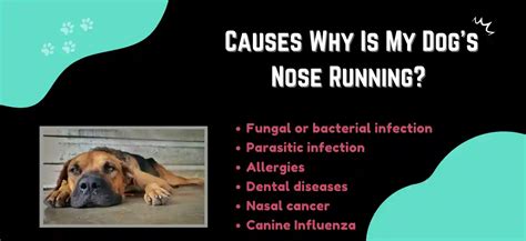 If My Dog Has A Runny Nose What Can I Give Him