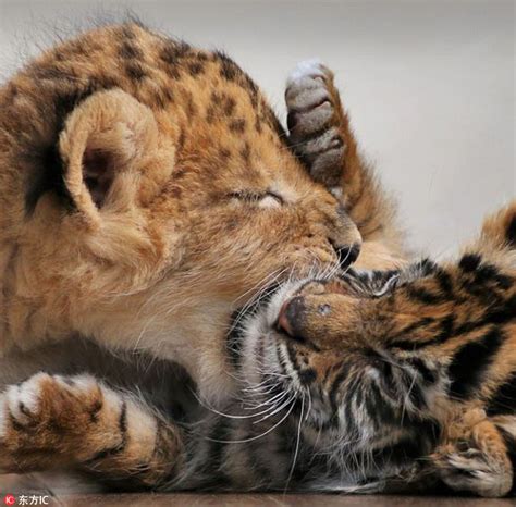 Heart Warming Cute Tiger And Lion Cubs Become Best Friends In Japanese