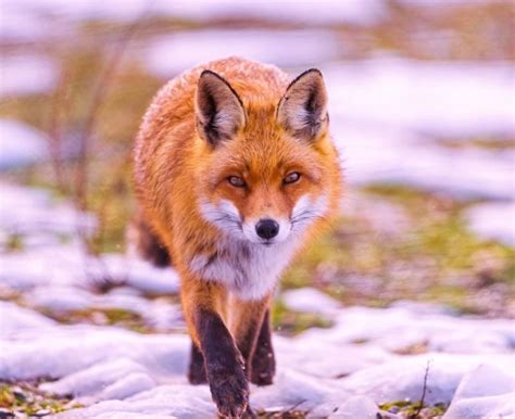 Beautiful Red Fox Photorator