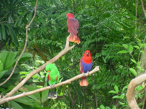 Eclectus Parrots Jurong Bird Park Singapore Jurong Bird Park