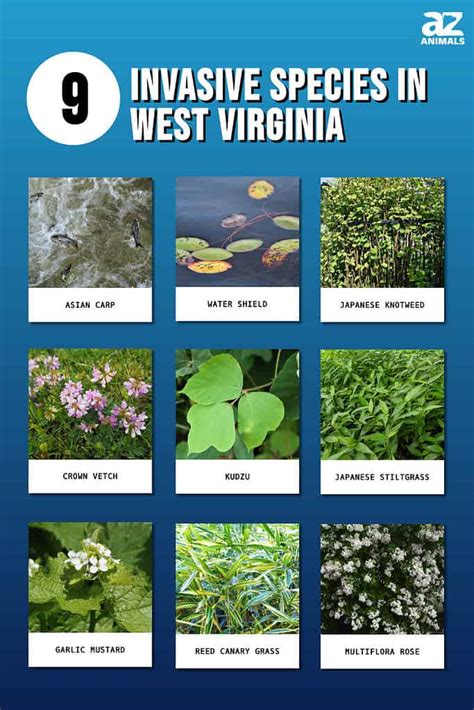 Discover 9 Invasive Species In West Virginia A Z Animals