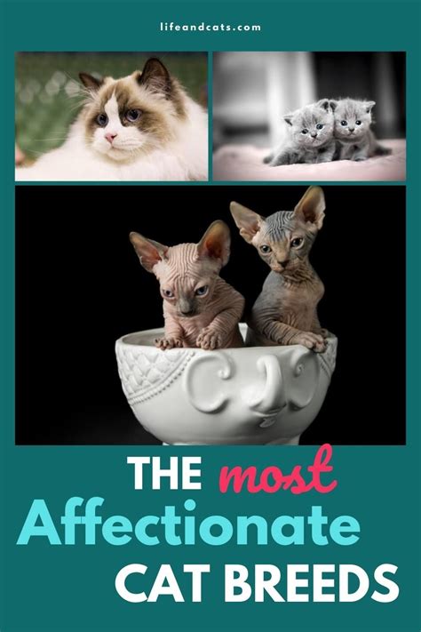 The Sweetest Cats 17 Affectionate Breeds Cat Breeds Kitten Care