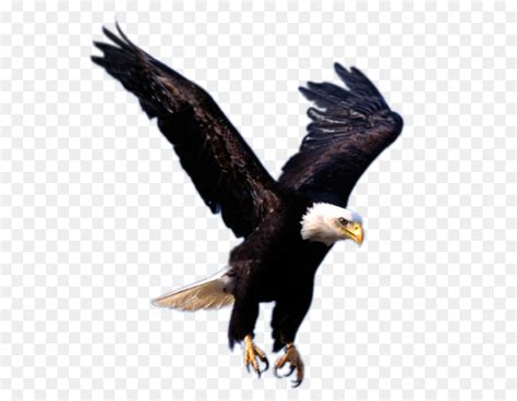 Burung garuda adalah sebuah burung yang berasal dari mitologi burung elang memang telah dikenal oleh siapa saja. Terkeren 18+ Gambar Burung Rajawali Terbang - Richa Gambar