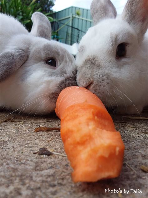 Two Cute Bunnies Eating Carrot Photography Bunny Eating Cute Bunny