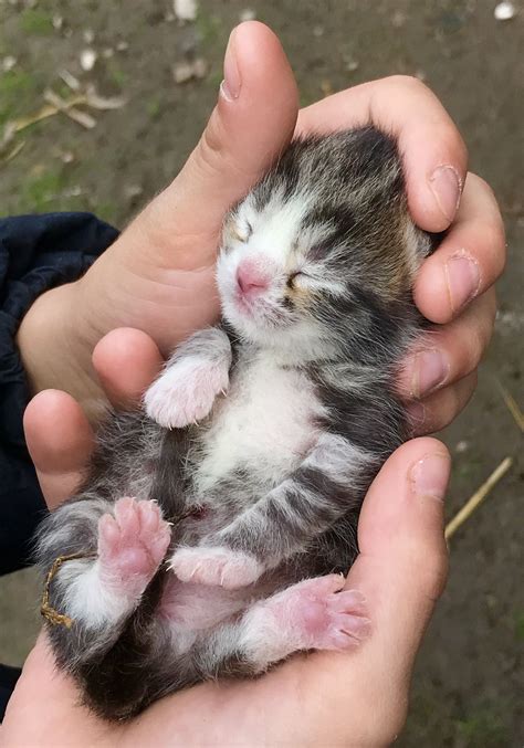 Yavrucuk 😻😻😻😻 Cute Little Animals Cute Funny Animals Kittens And