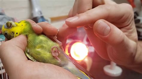 Parakeet Medicine Capture And Restraint For Administration Of