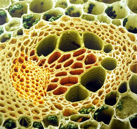 Plant Stem Section Under The Microscope Detail Microscopic Cells